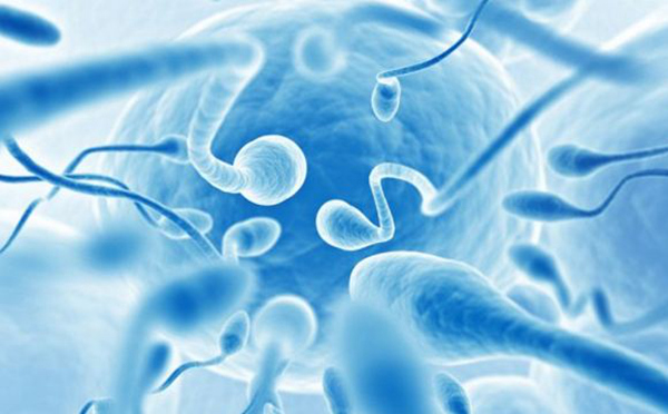 精子品质影响试管婴儿成功率