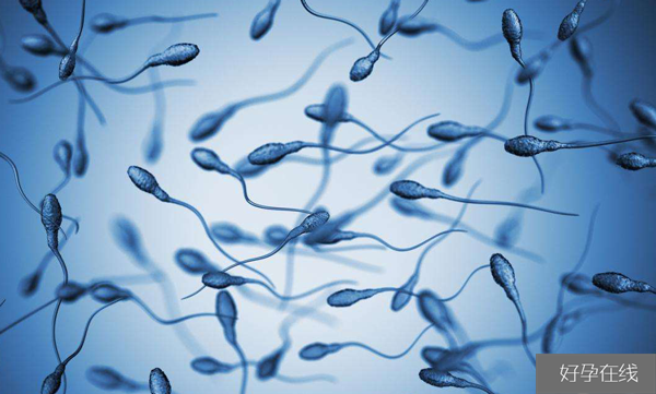 人工授精如何优化精子