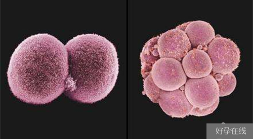 移植囊胚成功经验有哪些