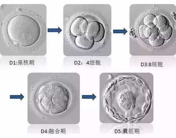 胚胎生长发育流程图