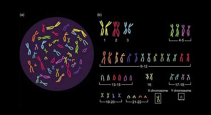 染色体出现异常或致胚胎停育