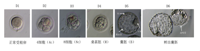胚胎体外发育过程