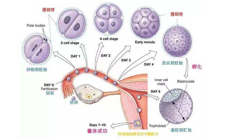 养囊的优点