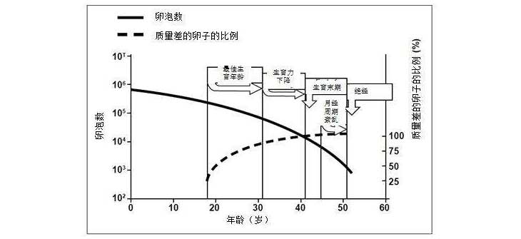 年纪对泰国试管婴儿成功率的影响