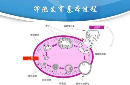 卵泡发育基本过程图